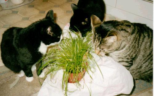 katzen fressen katzengras