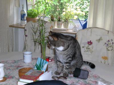 getigerte katze sitzt auf tisch