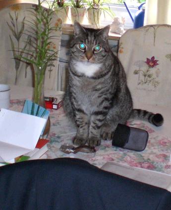 getigerte katze sitzt auf tisch