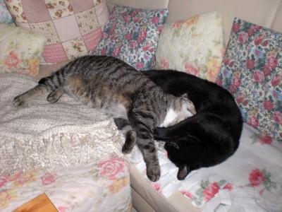 getigerte und schwarze katze schlafen zusammen entspannt