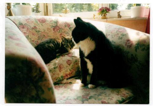 katzenbaby und erwachsene katze auf stuhl