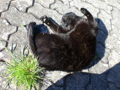 schwarze katze auf auffahrt entspannt
