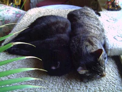 schwarze und getigerte katze schlafen nebeneinander